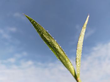 Close-up of fresh green plant against sky
