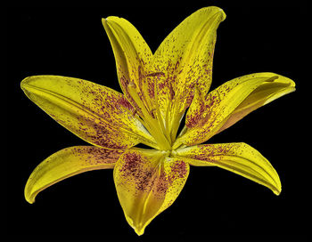 Close-up of yellow flower against black background