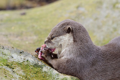 Close-up of otter eating food on rock