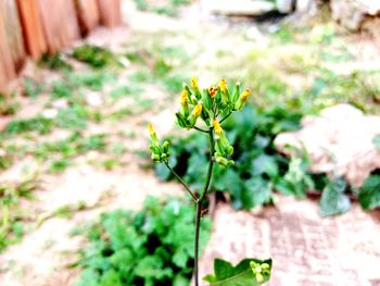 Close-up of plant