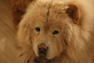 Close-up portrait of dog