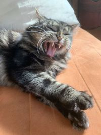 Cat yawning