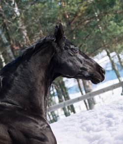 Close-up of horse against trees