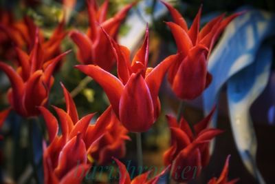 Close-up of red flowering plants