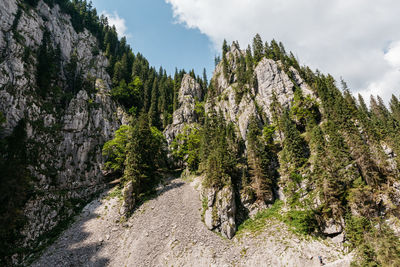 Panoramic view of pine trees against sky