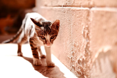 Portrait of cat on wall