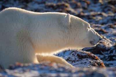 Close-up of polar bear lying on rocks