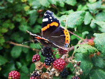 Close-up of butterfly pollinating on flower