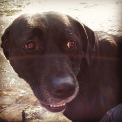 Close-up portrait of a dog