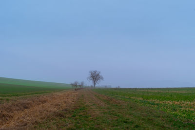 Scenic view of field against clear sky