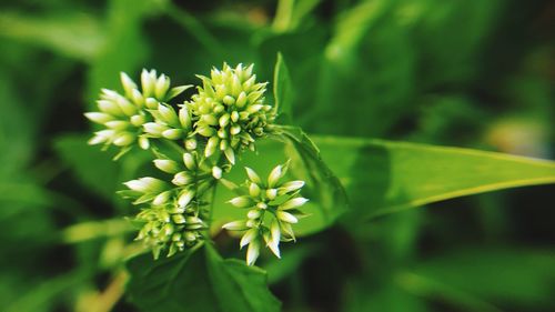 Close-up of flowering plant