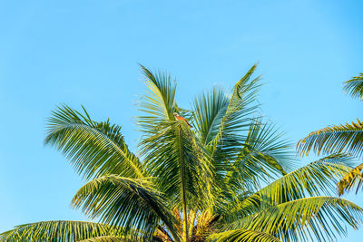 Low angle view of palm tree against clear blue sky