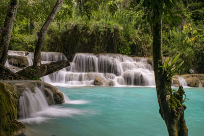 Scenic view of waterfall in forest