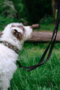 Close-up of a dog on field