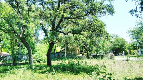 Trees growing in a park