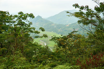 Scenic view of trees and mountains against sky