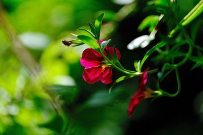 Close-up of pink flowering plant