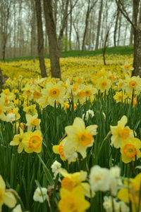 Close-up of fresh yellow flowers in field