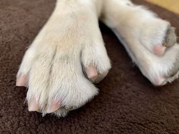 Close-up of dog lying down