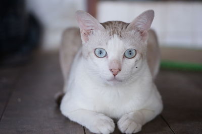 Close-up portrait of white cat on floor