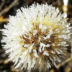 Close-up of flower plant