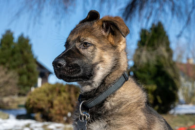 Close-up of dog looking away