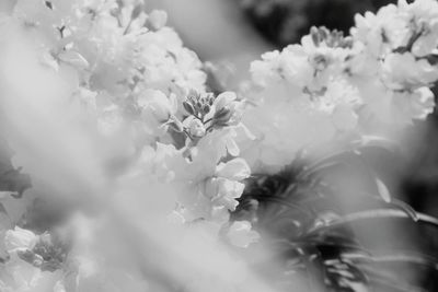 Close-up of white flowers blooming outdoors