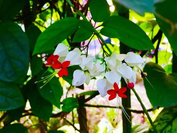 Close-up of red flowers on tree