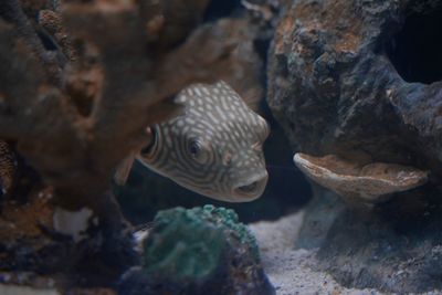 Close-up of fish swimming in sea