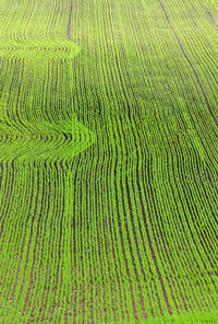 Full frame shot of crop growing on field