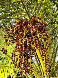 Plants growing on tree