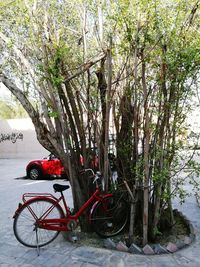 Bicycle on tree against sky