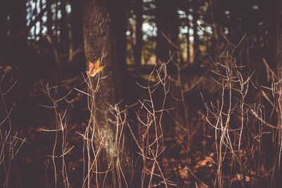 Close-up of spider web on tree in forest