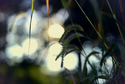 Close-up of grass
