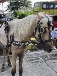 Close-up of horse on field