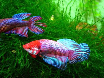 Close-up of fish swimming in aquarium