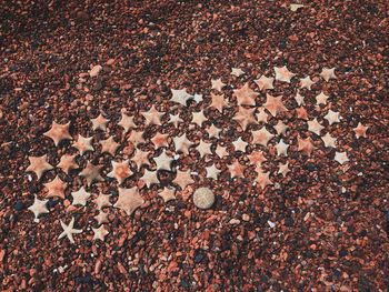 High angle view of starfish and shells on beach