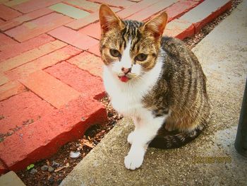 Portrait of cat sitting outdoors