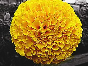 Close-up of yellow flower