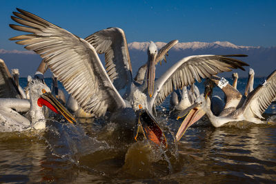 Birds flying over lake