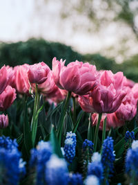 Close-up of pink flowering plant