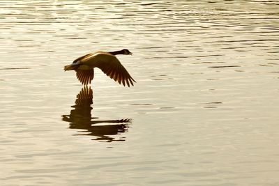 Ducks on lake