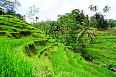 Scenic view of palm trees on field against sky