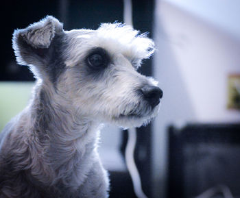 Close-up portrait of dog