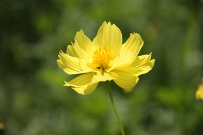 Close-up of yellow flower