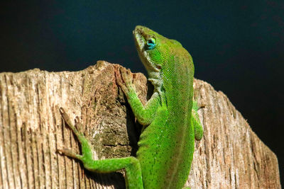 Lizard on a tree