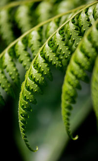 Close-up of fern leaves