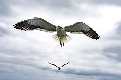 Seagul in swakopmune