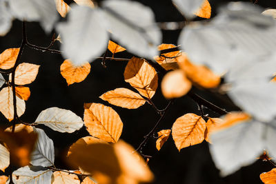 Close-up of autumn leaves