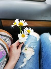 Midsection of person holding daisy flower